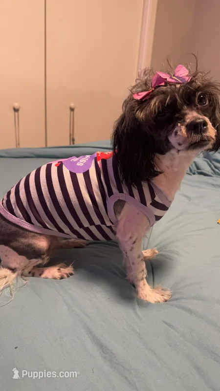 tinsley rose – Shihpoo puppy for sale in Washington, DC