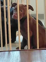 Chocolate , a female American Pit Bull Terrier for sale in Seattle, WA – 3 of 6