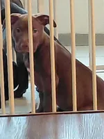 Chocolate , a female American Pit Bull Terrier for sale in Seattle, WA – 6 of 6