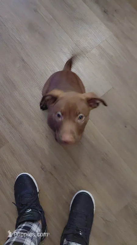 Chocolate  – American Pit Bull Terrier puppy for sale in Seattle, WA