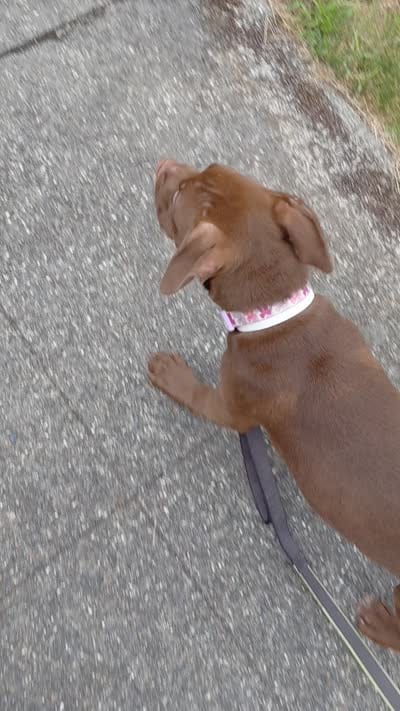 Chocolate , a female American Pit Bull Terrier for sale in Seattle, WA – 4 of 6