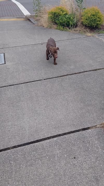 Chocolate , a female American Pit Bull Terrier for sale in Seattle, WA – 5 of 6