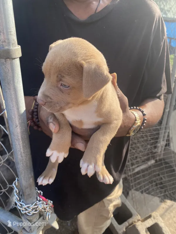 None – American Pit Bull Terrier puppy for sale in Bowling Green, VA