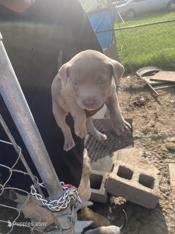 None – American Pit Bull Terrier puppy for sale in Bowling Green, VA