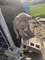 None, a female American Pit Bull Terrier for sale in Bowling Green, VA – 1 of 1