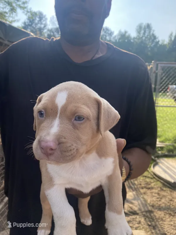 None – American Pit Bull Terrier puppy for sale in Bowling Green, VA