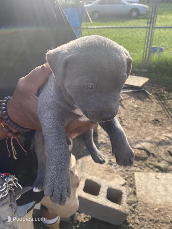 None – American Pit Bull Terrier puppy for sale in Bowling Green, VA