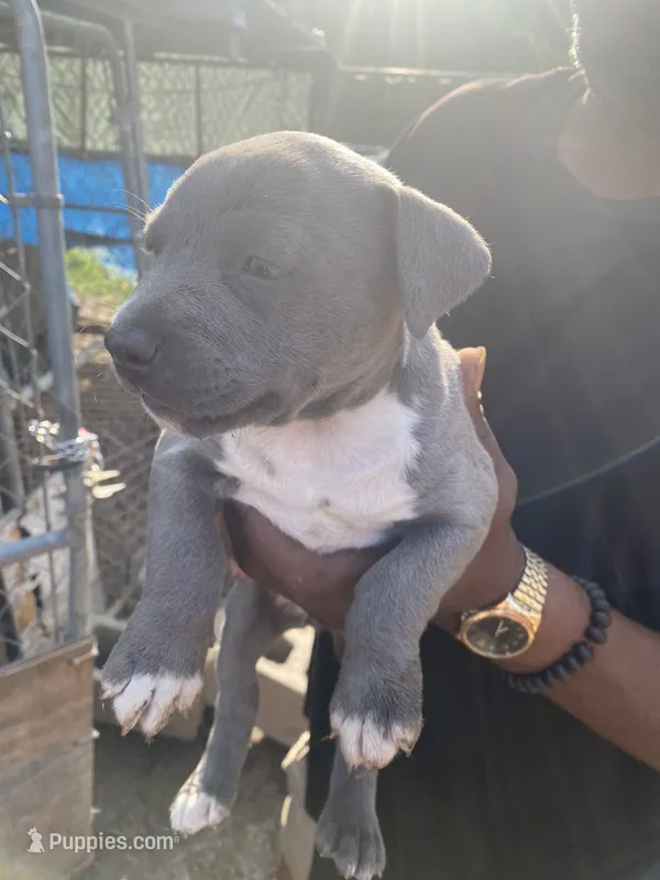 None – American Pit Bull Terrier puppy for sale in Bowling Green, VA