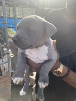 None, a female American Pit Bull Terrier for sale in Bowling Green, VA – 1 of 1