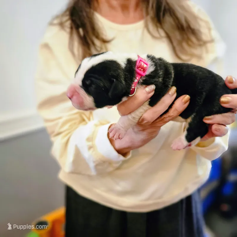 Training Day – Perro de Presa Canario puppy for sale in Philadelphia, PA