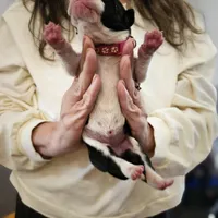 Training Day, a male Perro de Presa Canario for sale in Philadelphia, PA – Photo 3 of 3