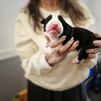 Training Day, a male Perro de Presa Canario for sale in Philadelphia, PA – Photo 2 of 3