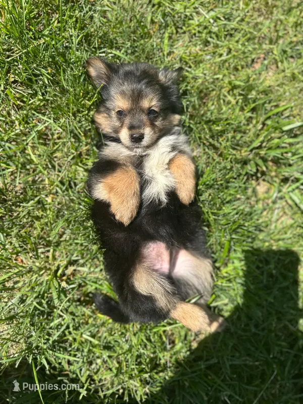Puppy 3  – Pomeranian, Yorkshire Terrier puppy for sale in Enfield, CT