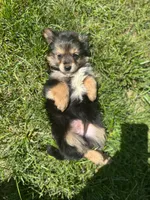 Puppy 3 , a male Pomeranian and Yorkshire Terrier for sale in Enfield, CT – 1 of 3