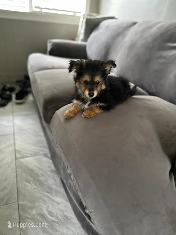 Puppy 2 – Pomeranian, Yorkshire Terrier puppy for sale in Enfield, CT