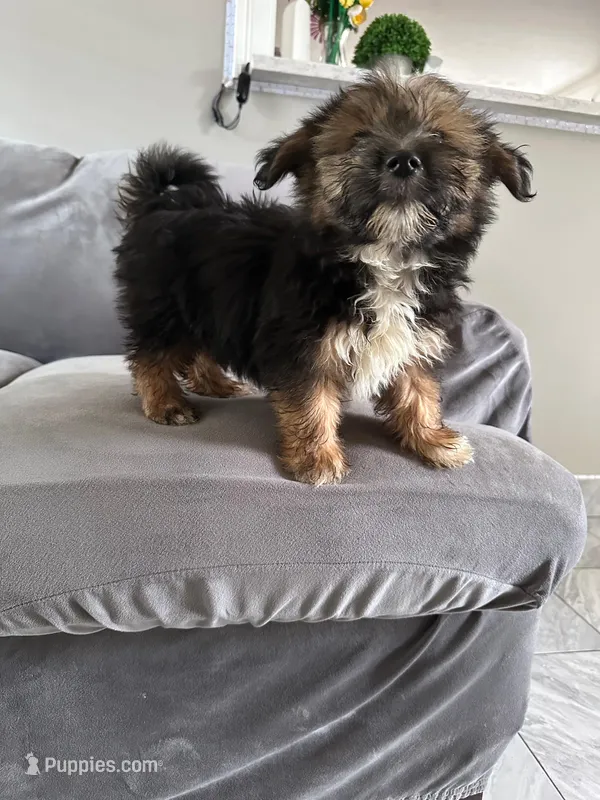 Puppy 1 – Pomeranian, Yorkshire Terrier puppy for sale in Enfield, CT