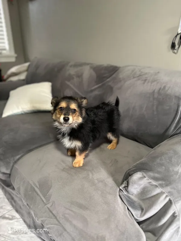 Puppy 2 – Pomeranian, Yorkshire Terrier puppy for sale in Enfield, CT
