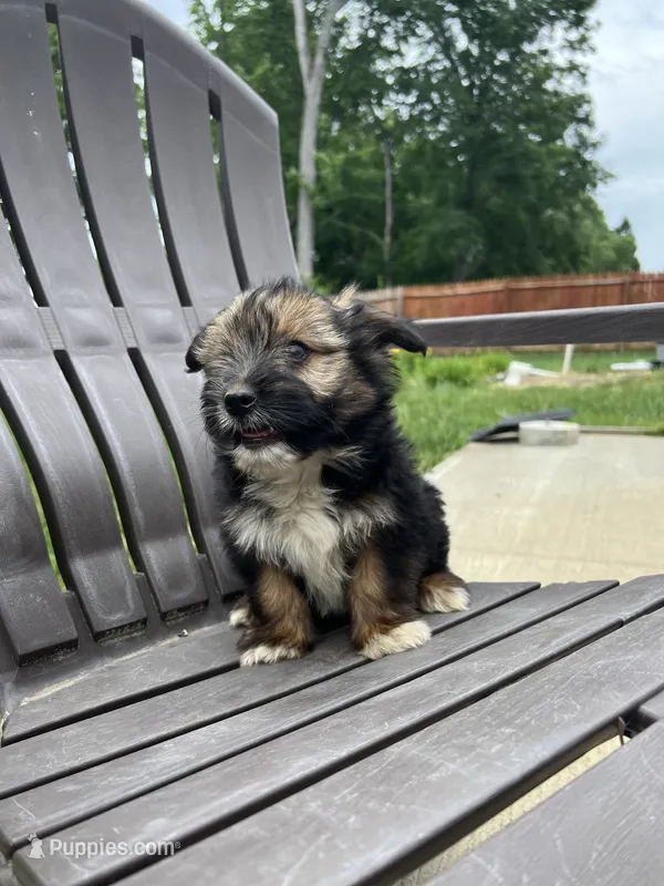 Puppy 1 – Pomeranian, Yorkshire Terrier puppy for sale in Enfield, CT