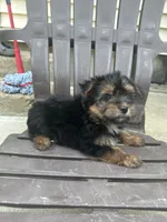 Puppy 2, a female Pomeranian and Yorkshire Terrier for sale in Enfield, CT – 3 of 3