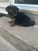 Puppy 2, a female Pomeranian and Yorkshire Terrier for sale in Enfield, CT – 1 of 3