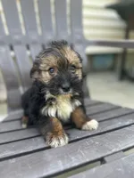 Puppy 1, a male Pomeranian and Yorkshire Terrier for sale in Enfield, CT – 2 of 3