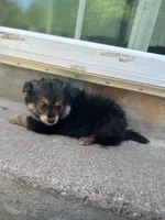 Puppy 3 , a male Pomeranian and Yorkshire Terrier for sale in Enfield, CT – 2 of 3