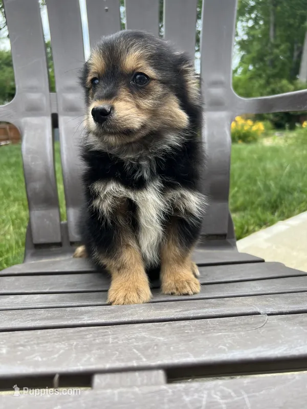 Puppy 2 – Pomeranian, Yorkshire Terrier puppy for sale in Enfield, CT