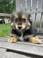 Puppy 2, a male Pomeranian and Yorkshire Terrier for sale in Enfield, CT – 4 of 6