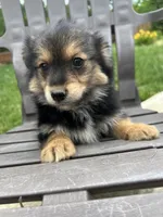 Puppy 2, a male Pomeranian and Yorkshire Terrier for sale in Enfield, CT – 3 of 6