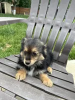 Puppy 2, a male Pomeranian and Yorkshire Terrier for sale in Enfield, CT – 6 of 6