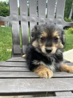 Puppy 2, a male Pomeranian and Yorkshire Terrier for sale in Enfield, CT – 5 of 6