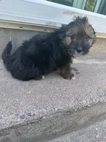 Puppy 1, a male Pomeranian and Yorkshire Terrier for sale in Enfield, CT – 3 of 3