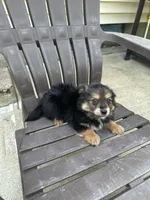 Puppy 3 , a male Pomeranian and Yorkshire Terrier for sale in Enfield, CT – 3 of 3