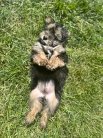Puppy 2, a female Pomeranian and Yorkshire Terrier for sale in Enfield, CT – 2 of 3
