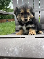 Puppy 2, a male Pomeranian and Yorkshire Terrier for sale in Enfield, CT – 2 of 6