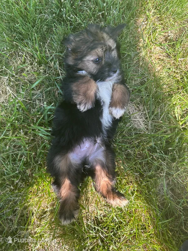 Puppy 1 – Pomeranian, Yorkshire Terrier puppy for sale in Enfield, CT