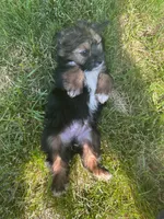 Puppy 1, a male Pomeranian and Yorkshire Terrier for sale in Enfield, CT – 1 of 3