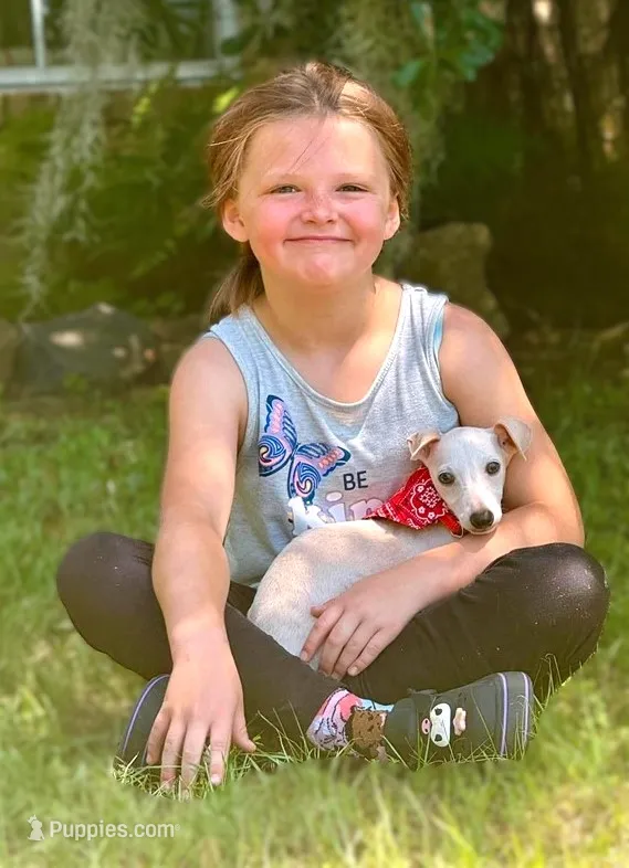 Vegas – Italian Greyhound puppy for sale in Choudrant, LA