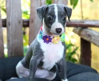 Ivy, a female Italian Greyhound for sale in Choudrant, LA – 2 of 10