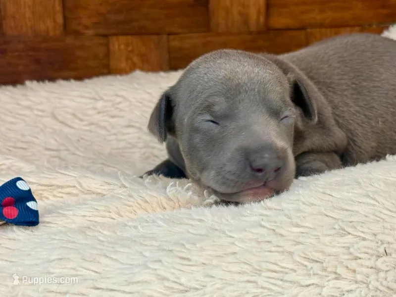 Fiona – Italian Greyhound puppy for sale in Choudrant, LA