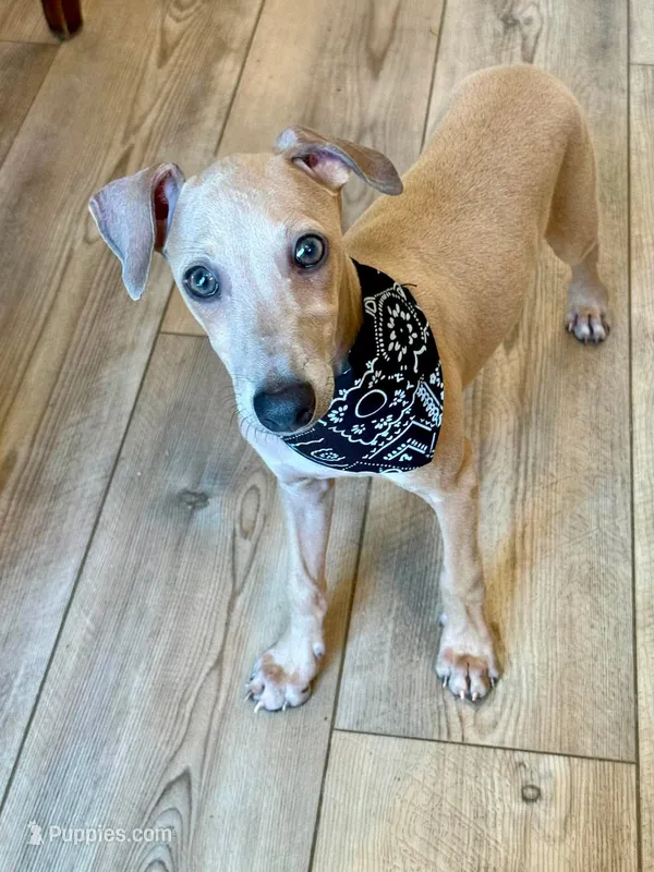 Biggie - Our Biggy Iggy – Italian Greyhound puppy for sale in Choudrant, LA
