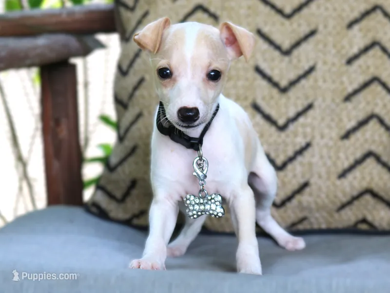 Bodhi – Italian Greyhound puppy for sale in Choudrant, LA