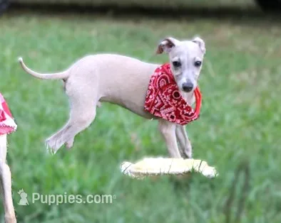 Mickey – Italian Greyhound puppy for sale in Choudrant, LA