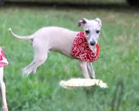 Mickey, a male Italian Greyhound for sale in Choudrant, LA – 1 of 6