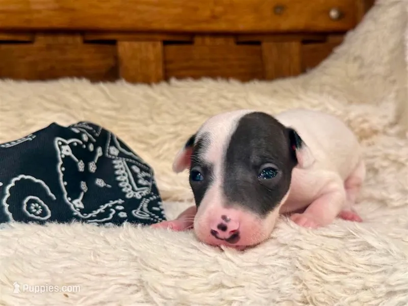 Bruno – Italian Greyhound puppy for sale in Choudrant, LA