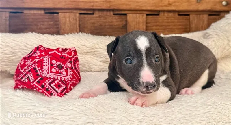 Izzy – Italian Greyhound puppy for sale in Choudrant, LA