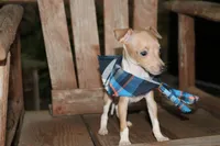Bingo, a male Italian Greyhound for sale in Choudrant, LA – 4 of 6