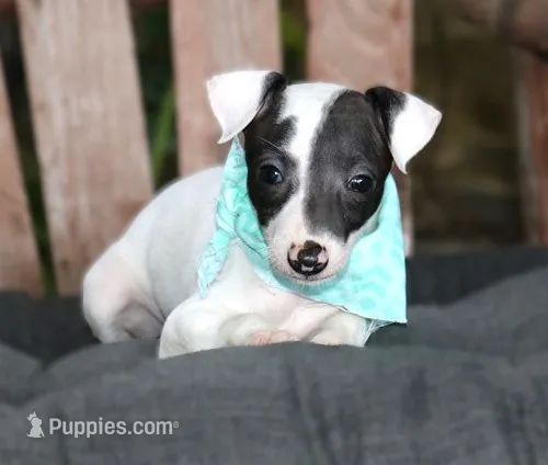 Bruno – Italian Greyhound puppy for sale in Choudrant, LA