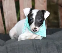 Bruno, a male Italian Greyhound for sale in Choudrant, LA – 1 of 3