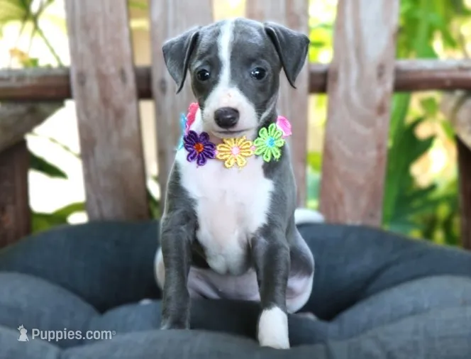 Ivy – Italian Greyhound puppy for sale in Choudrant, LA